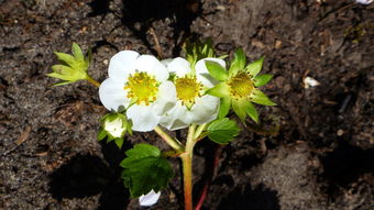草莓花厂 从果香四溢到花朵凋零
