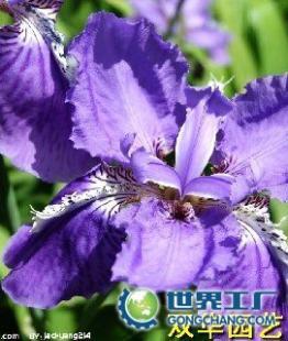 杭州花卉出租公司 大型、中型、小型植物租赁价格与优势解析